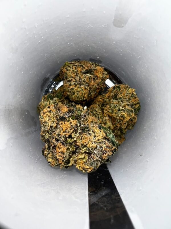 PREFERRED GARDENS Exotic Flower, PREFERRED GARDENS Cannabis, PREFERRED GARDENS Flower, PREFERRED GARDENS 14G, PREFERRED GARDENS 3.5G, PREFERRED GARDENS 14G Jar, PREFERRED GARDENS 3.5G Jar, Exotic Cannabis Flower, Exotic Flower, Cannabis Flower, THC Flower, Premium Cannabis Flower, Exotic Cannabis Strain, Indoor Cannabis Flower, Cannabis Buds, Cannabis Cultivar, Terpene Rich Cannabis, Cannabis Flower Jar, 14G Cannabis Flower, 3.5G Cannabis Flower, Exotic Weed Flower, Cannabis Strain Collection, Cannabis Flower Product, PREFERRED GARDENS Cannabis Flower